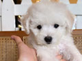 Dijual Anakan Bichon Frise