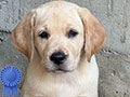 Yellow Female Labrador Retriever