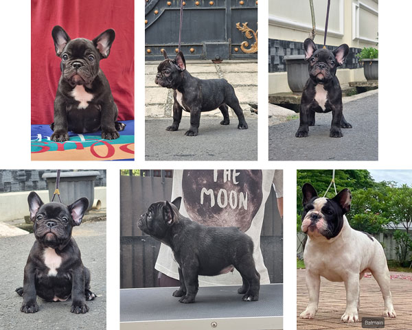 Puppy French Bulldog Male