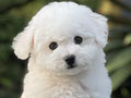 For Sale Puppy Mini Female Bichon Frise