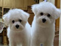 Dijual Bichon Frise Murah