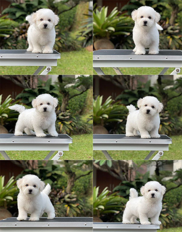 For Sale Puppy Mini Male Bichon Frise