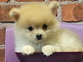 Jual Super Mini Pomeranian