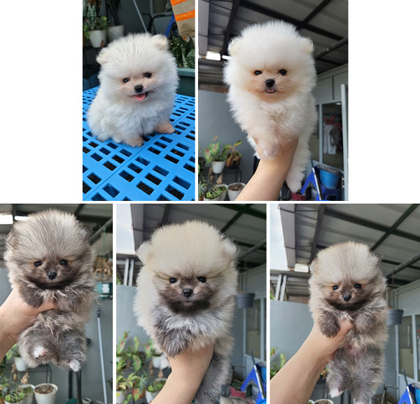 Mini Pom Jantan