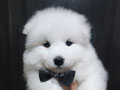 Jual 1 Ekor Puppy Samoyed Good Quality