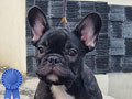 Puppy French Bulldog Male