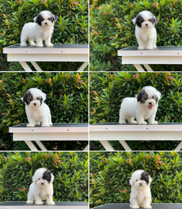 Teacup & Super Tiny Parti Silver Toy Poodle