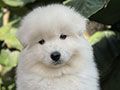 For Sale Puppy Female Samoyed