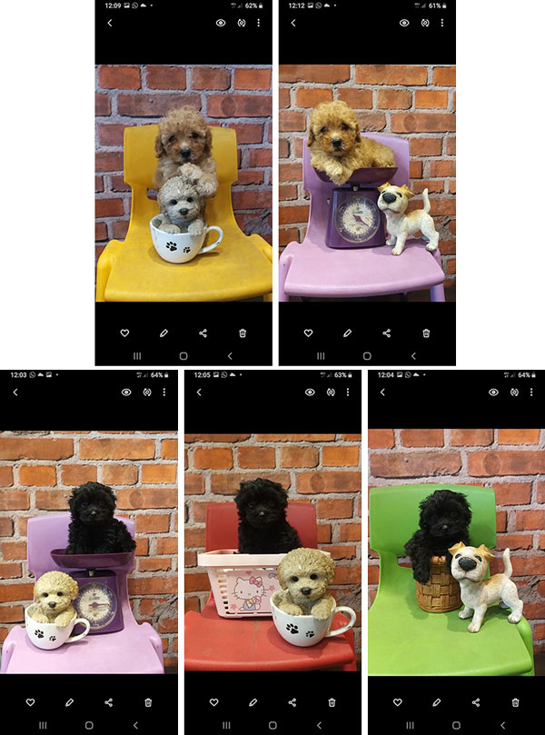 Jual Tiny Toy Poodle