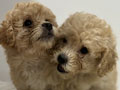 Jual Tiny Fawn Poodle Puppies - 1,5 Bulan