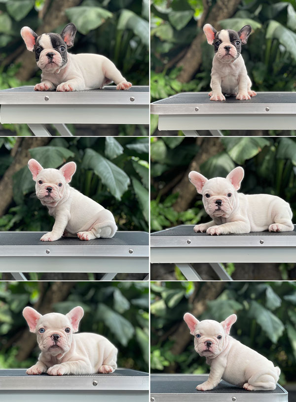 For Sale Puppy Male Female French Bulldog
