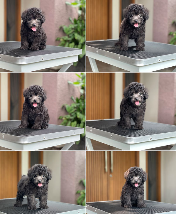 For Sale Puppy Tiny Female Light Silver Poodle