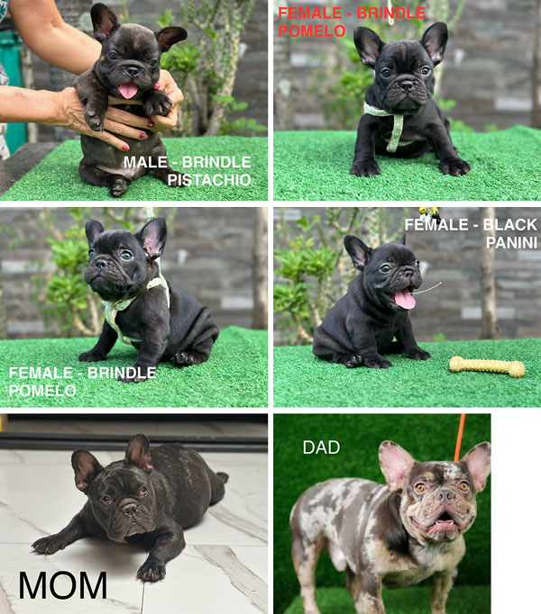Jual Anakan French Bulldog