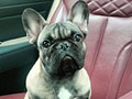 Jual Anjing French Bulldog
