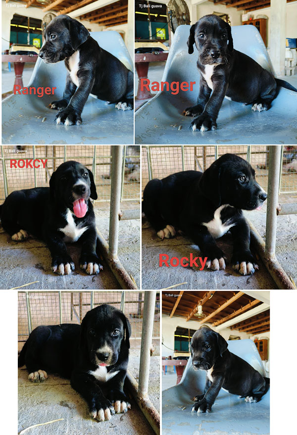 Anjing Great Dane Dijual – Jantan