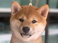High Quality Shiba Inu