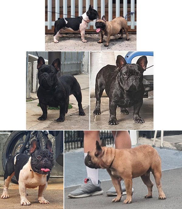 Dijual Pejantan Muda - French Bulldog