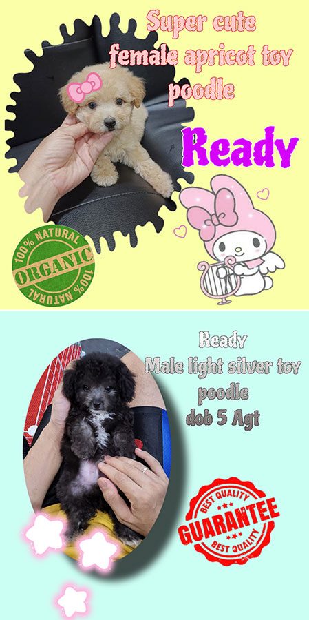 Affordable Silver & Apricot Toy Poodle
