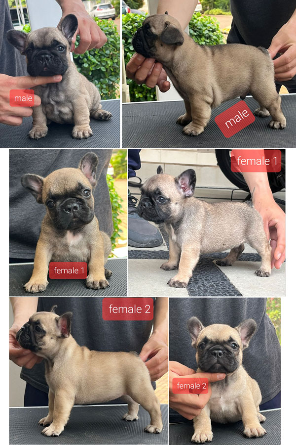 French Bulldog Puppy