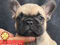 French Bulldog Puppy