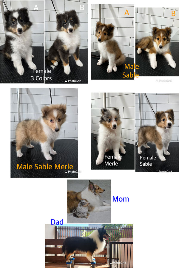 For Sale Beautiful Sheltie