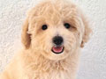 Tiny Toy Poodle