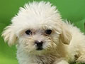 Tiny Toy Maltese