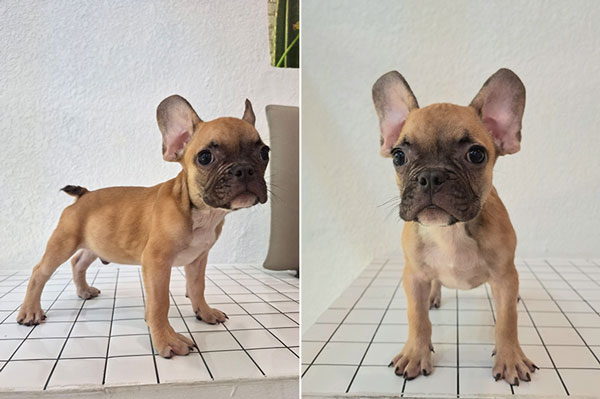 Cute French Bulldog Puppy Male