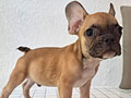 Cute French Bulldog Puppy Male
