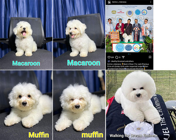  Jual Cepat Anak Bichon Indonesia