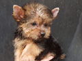 Dijual Yorkie Teacup
