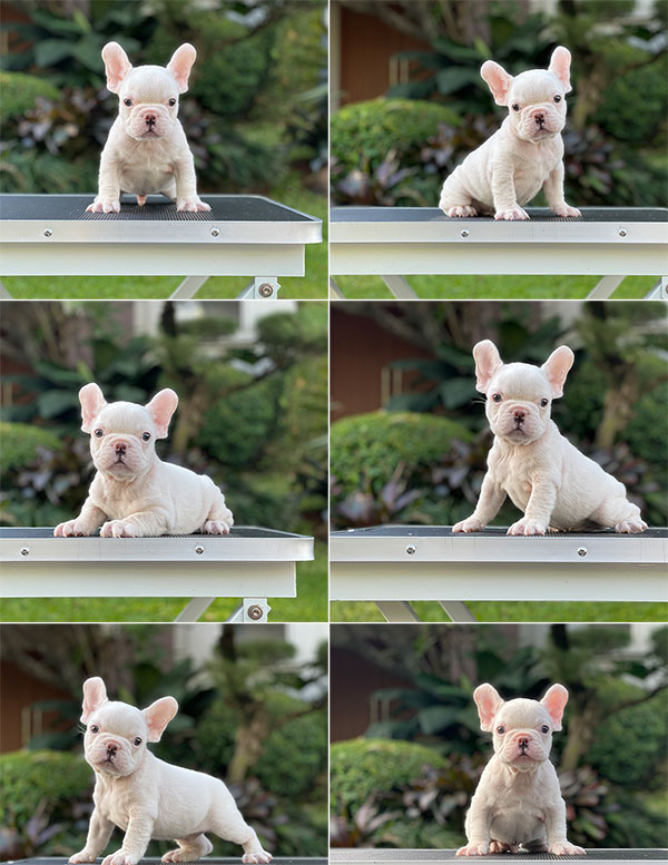 For Sale Puppy Male White French Bulldog