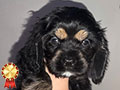 Dijual Anakan American Cocker Spaniel