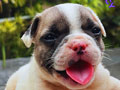 Jual Anakan French Bulldog Jantan Betina High Quality