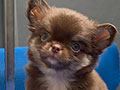 For Sale Puppy Male Long Hair Chihuahua