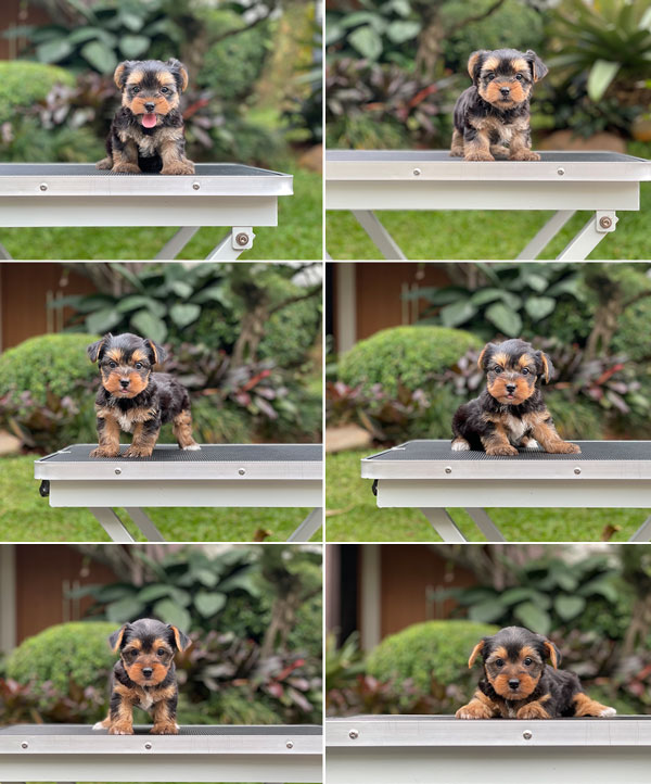 For Sale Puppy Mini Male Female Yorkshire Terrier