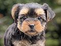 For Sale Puppy Mini Male Female Yorkshire Terrier