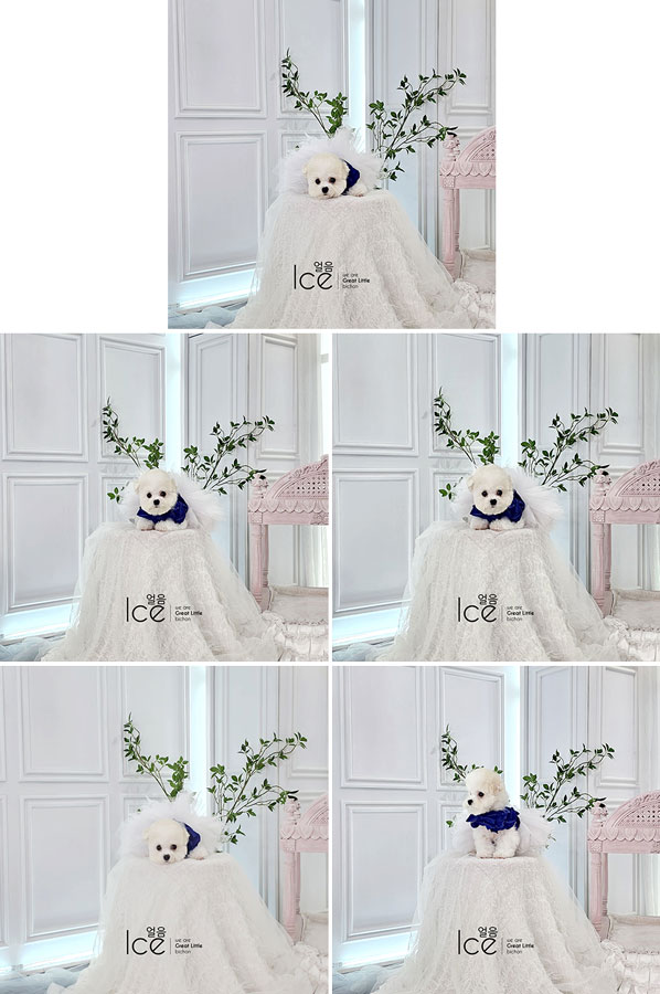 Mini Korean Pretty Dolly Face Bichon Frise - Oriana