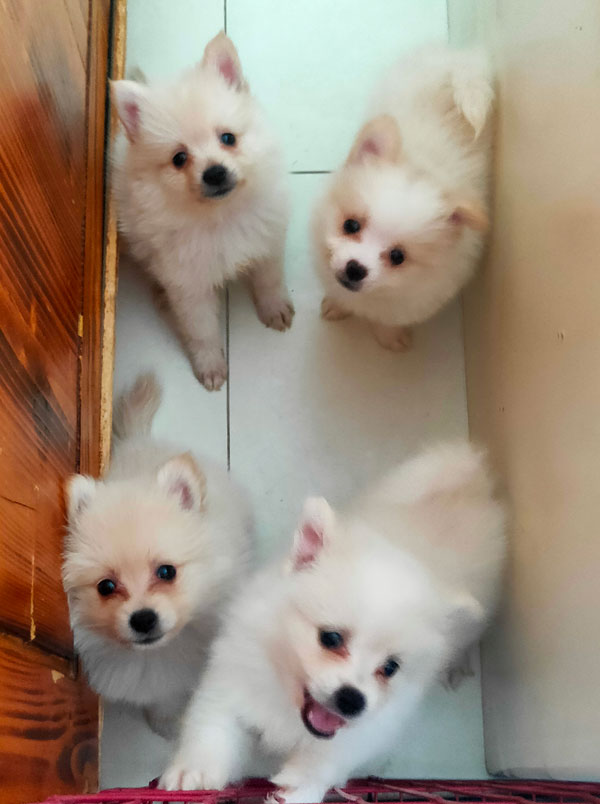 Jual 4 Ekor Mini Pom Jantan