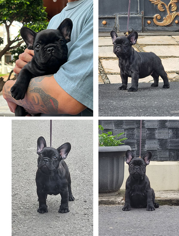 Puppy French Bulldog Male