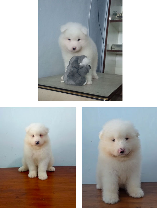 For Sale Baby Samoyed Good Quality