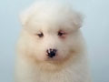 For Sale Baby Samoyed Good Quality
