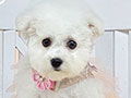 Mini Korean Pretty Dolly Face Bichon Frise - Kamila