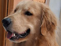 Pejantan Golden Retriever : GRC The Star of Zidane