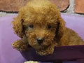 Jual Poodle Puppies