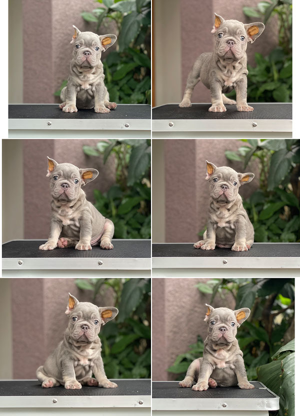 For Sale Puppy Male Blue Tan French Bulldog
