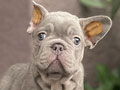 For Sale Puppy Male Blue Tan French Bulldog