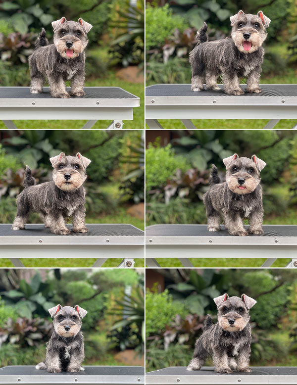 For Sale Puppy Male Miniature Schnauzer