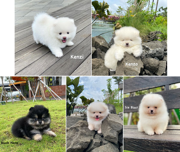Dijual Pomeranian Puppies