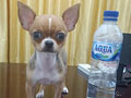 Jual 1 Ekor Chihuahua Betina Tea Cup